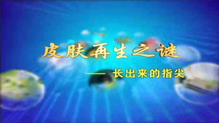 皮肤再生之谜--长出来的指尖